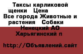 Таксы карликовой щенки › Цена ­ 20 000 - Все города Животные и растения » Собаки   . Ненецкий АО,Харьягинский п.